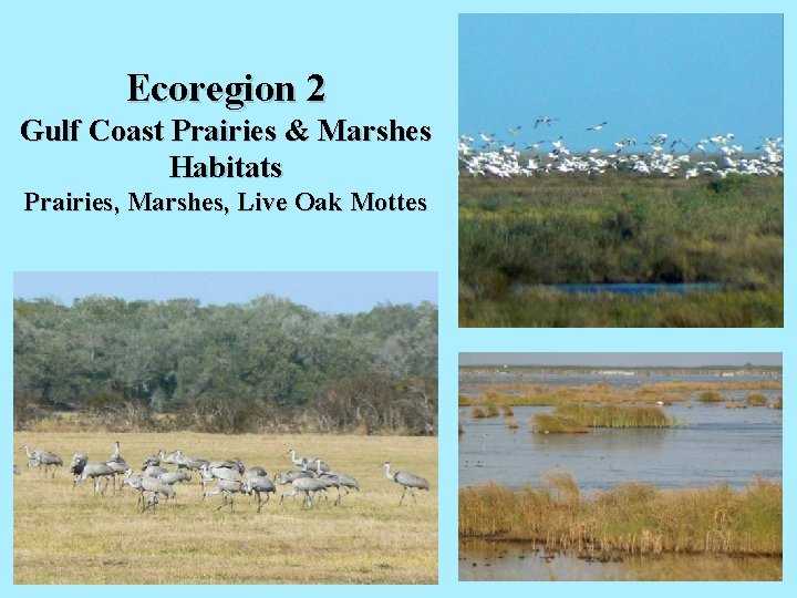 Ecoregion 2 Gulf Coast Prairies & Marshes Habitats Prairies, Marshes, Live Oak Mottes 