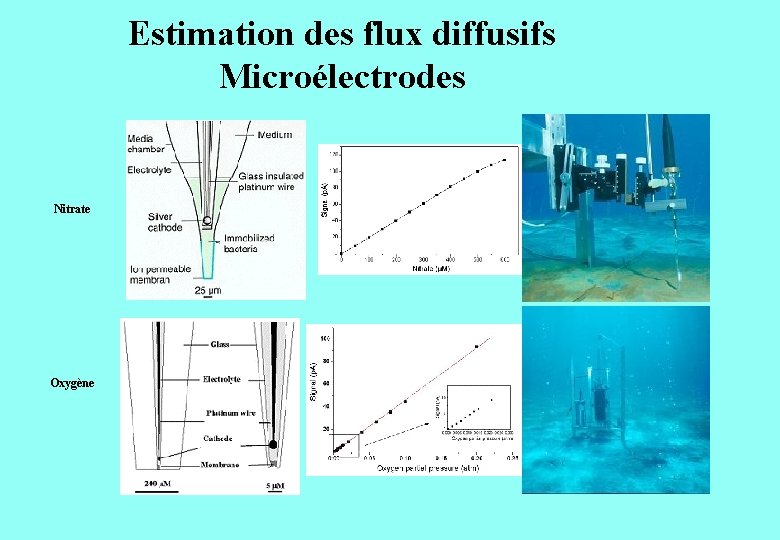 Estimation des flux diffusifs Microélectrodes Nitrate Oxygène 