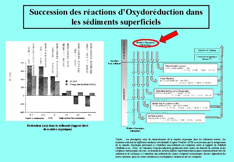 Succession des réactions d’Oxydoréduction dans les sédiments superficiels Profondeur (cm) dans le sédiment (Apport