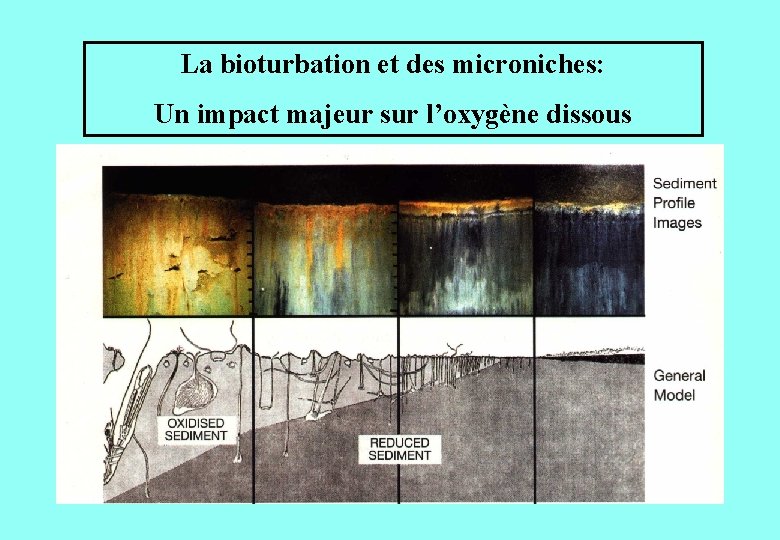 La bioturbation et des microniches: Un impact majeur sur l’oxygène dissous 