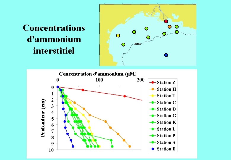 Concentrations d'ammonium interstitiel 200 m Profondeur (cm) Concentration d'ammonium (µM) 