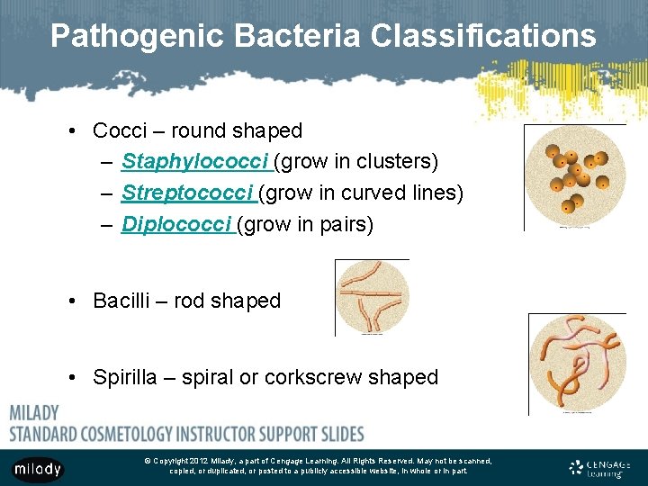 Pathogenic Bacteria Classifications • Cocci – round shaped – Staphylococci (grow in clusters) –