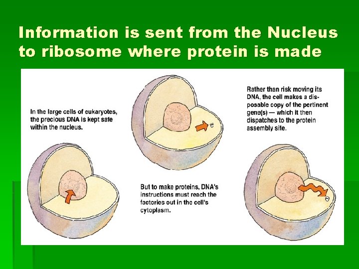 Information is sent from the Nucleus to ribosome where protein is made 