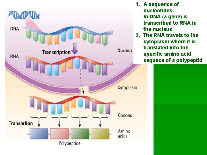 1. A sequence of nucleotides In DNA (a gene) is transcribed to RNA in
