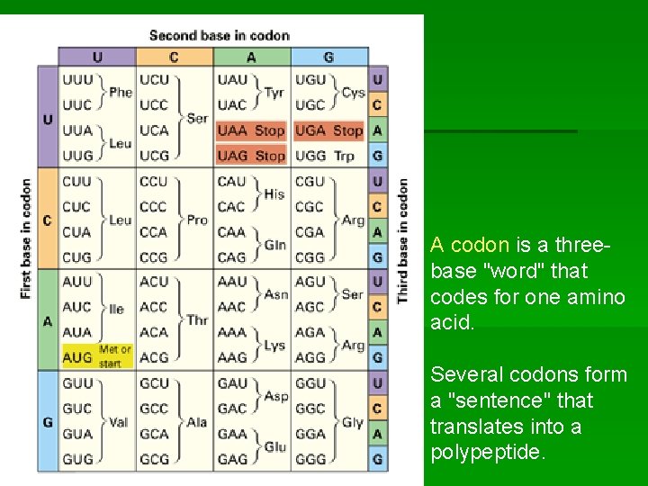 A codon is a threebase "word" that codes for one amino acid. Several codons