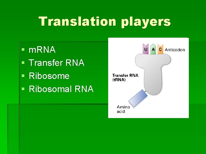 Translation players § § m. RNA Transfer RNA Ribosome Ribosomal RNA 