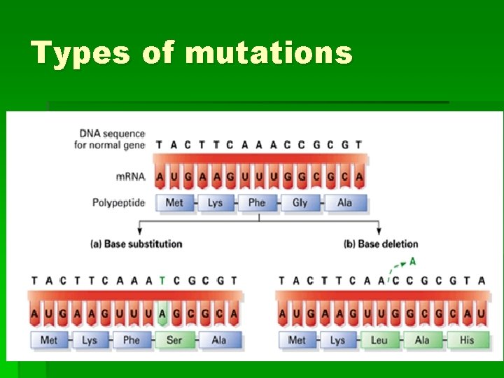 Types of mutations 