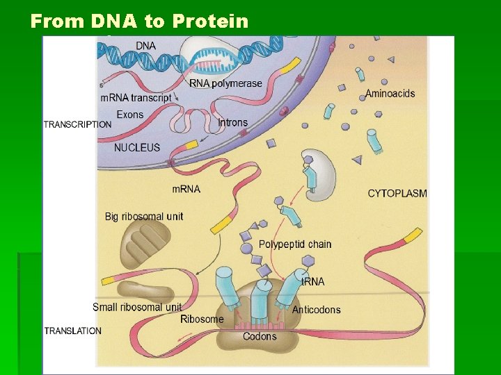 From DNA to Protein 