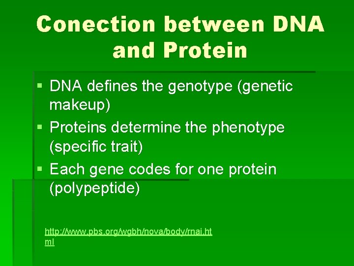 Conection between DNA and Protein § DNA defines the genotype (genetic makeup) § Proteins