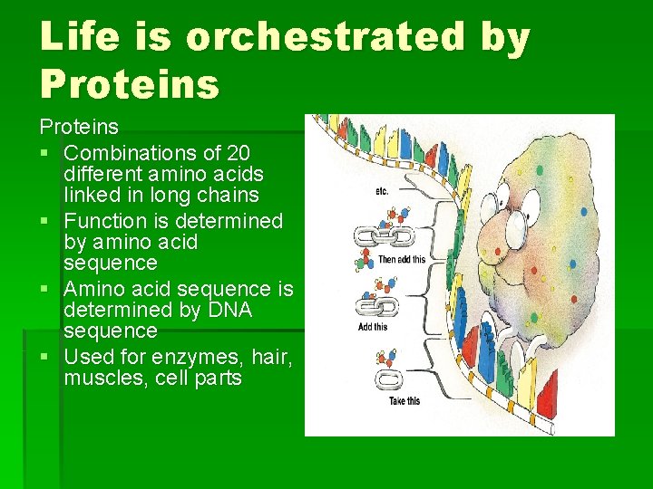 Life is orchestrated by Proteins § Combinations of 20 different amino acids linked in