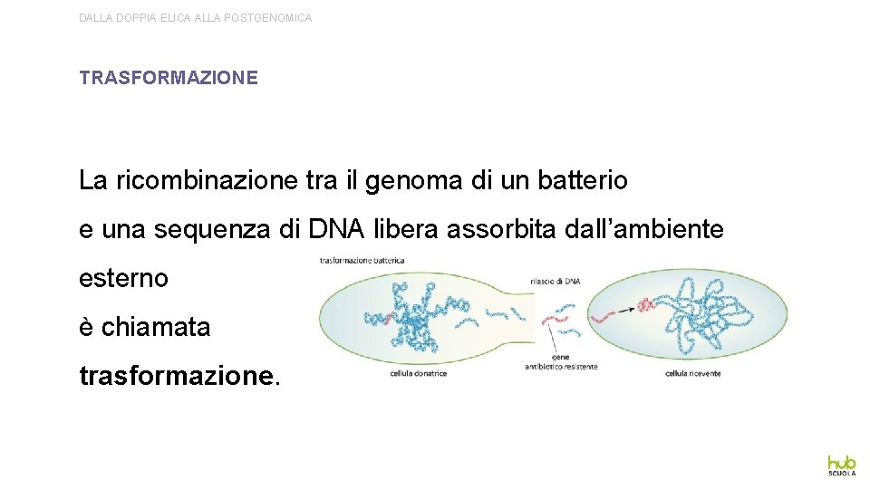 DALLA DOPPIA ELICA ALLA POSTGENOMICA TRASFORMAZIONE La ricombinazione tra il genoma di un batterio
