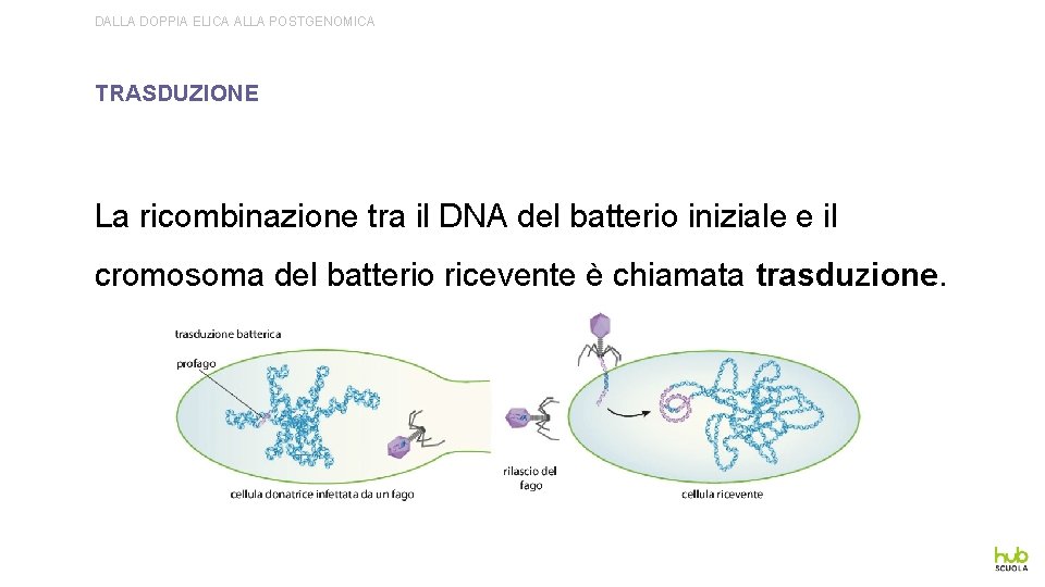 DALLA DOPPIA ELICA ALLA POSTGENOMICA TRASDUZIONE La ricombinazione tra il DNA del batterio iniziale