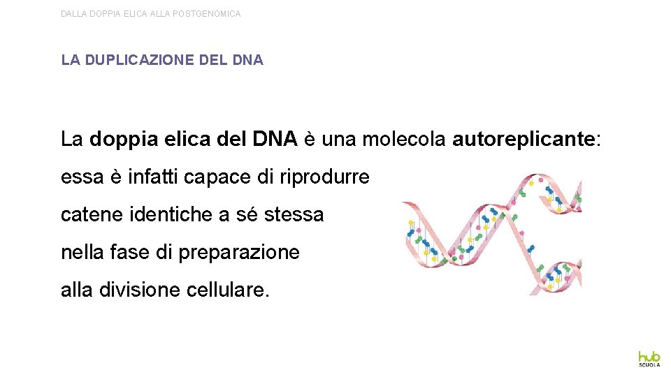 DALLA DOPPIA ELICA ALLA POSTGENOMICA LA DUPLICAZIONE DEL DNA La doppia elica del DNA