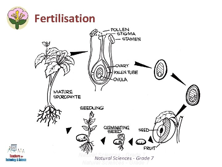 Fertilisation Natural Sciences - Grade 7 