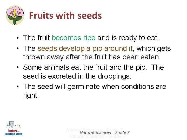 Fruits with seeds • The fruit becomes ripe and is ready to eat. •