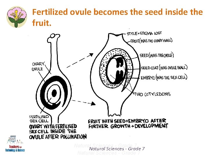 Fertilized ovule becomes the seed inside the fruit. Natural Sciences - Grade 7 