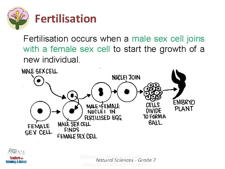 Fertilisation occurs when a male sex cell joins with a female sex cell to