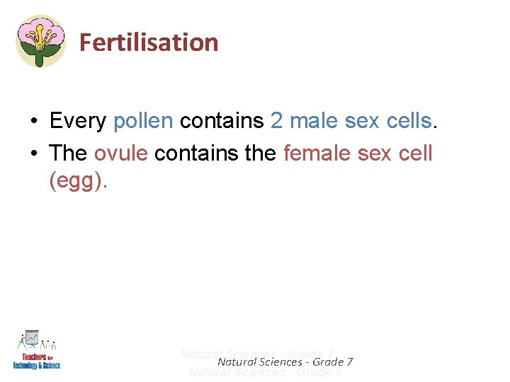 Fertilisation • Every pollen contains 2 male sex cells. • The ovule contains the