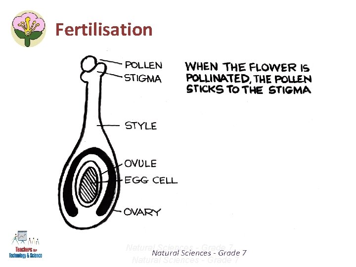 Fertilisation Natural Sciences - Grade 7 