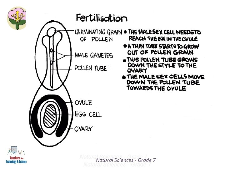 Natural Sciences - Grade 7 