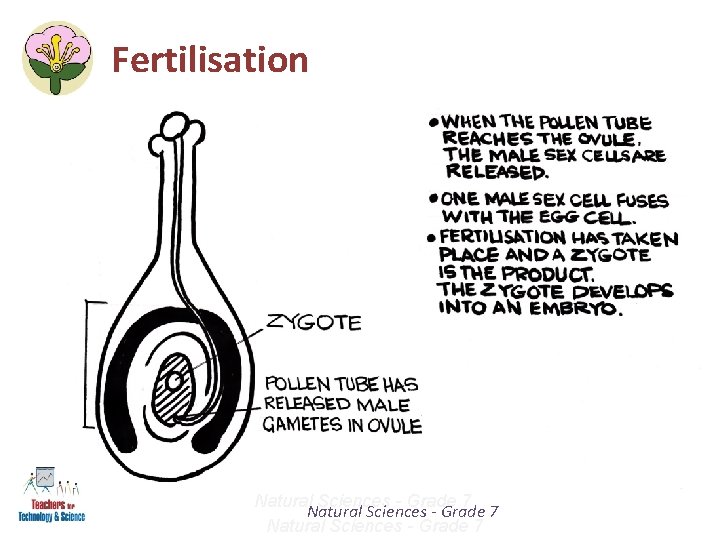 Fertilisation Natural Sciences - Grade 7 