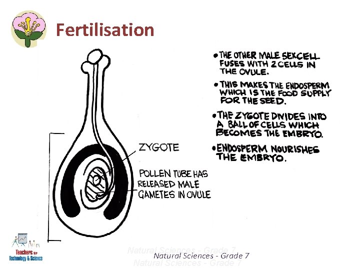 Fertilisation Natural Sciences - Grade 7 