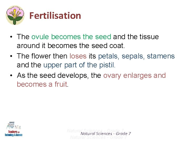 Fertilisation • The ovule becomes the seed and the tissue around it becomes the