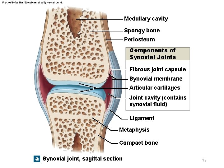 Figure 9– 1 a The Structure of a Synovial Joint. Medullary cavity Spongy bone