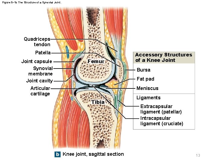 Figure 9– 1 b The Structure of a Synovial Joint. Quadriceps tendon Patella Joint