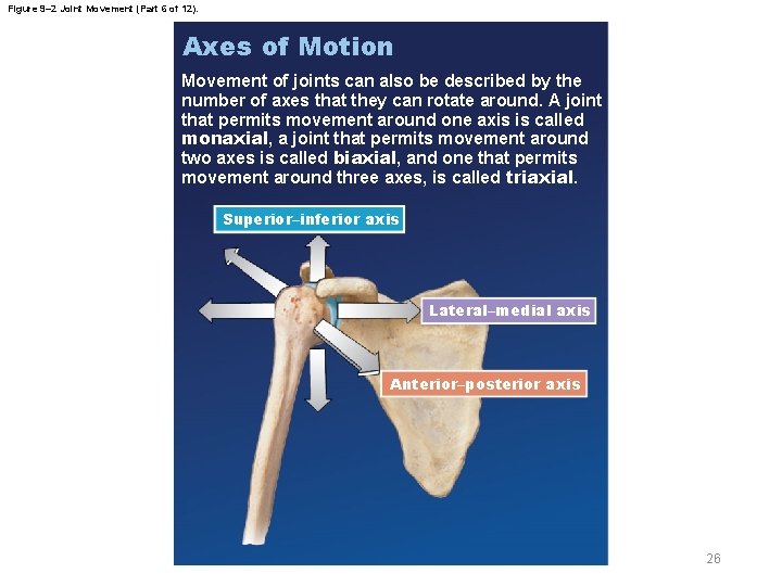 Figure 9– 2 Joint Movement (Part 6 of 12). Axes of Motion Movement of