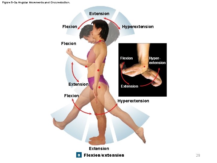 Figure 9– 3 a Angular Movements and Circumduction. Extension Flexion Hyperextension Flexion Extension Hyperextension