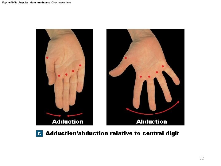 Figure 9– 3 c Angular Movements and Circumduction. Adduction Abduction c Adduction/abduction relative to