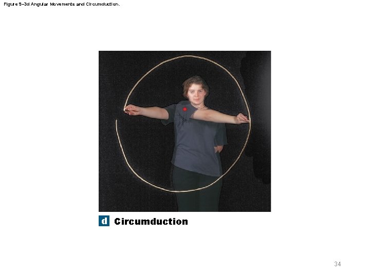 Figure 9– 3 d Angular Movements and Circumduction. d Circumduction 34 