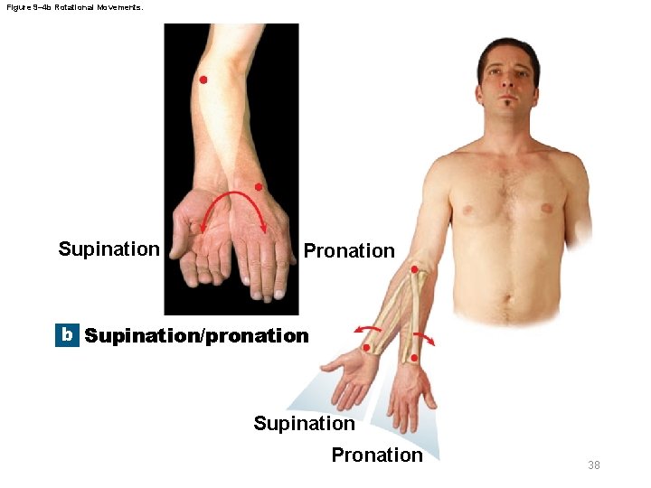 Figure 9– 4 b Rotational Movements. Supination Pronation b Supination/pronation Supination Pronation 38 