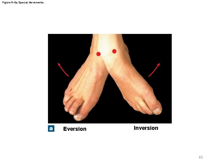 Figure 9– 5 a Special Movements. a Eversion Inversion 40 