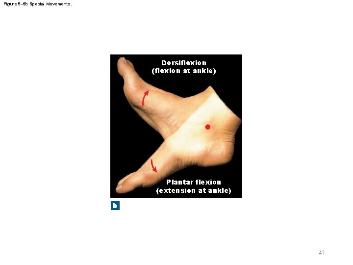 Figure 9– 5 b Special Movements. Dorsiflexion (flexion at ankle) Plantar flexion (extension at