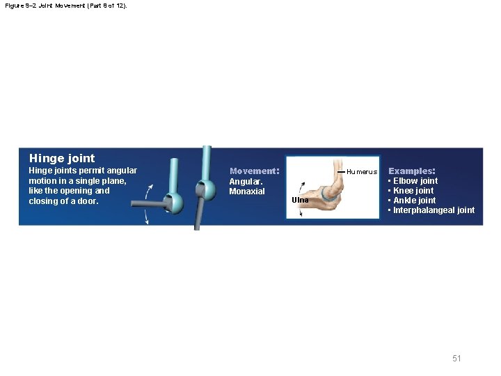 Figure 9– 2 Joint Movement (Part 8 of 12). Hinge joints permit angular motion