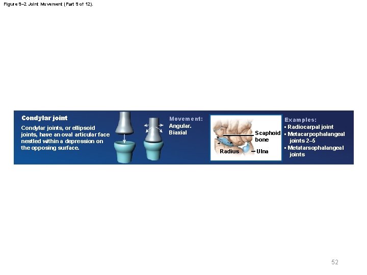 Figure 9– 2 Joint Movement (Part 9 of 12). Condylar joints, or ellipsoid joints,