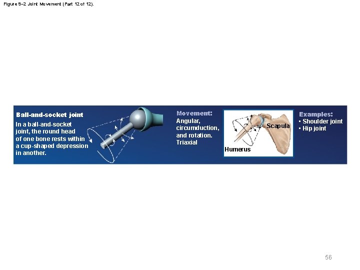 Figure 9– 2 Joint Movement (Part 12 of 12). Ball-and-socket joint In a ball-and-socket