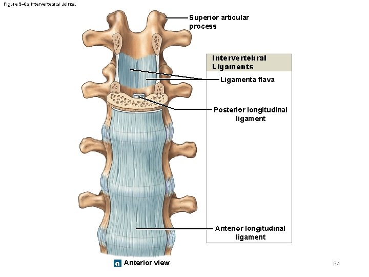 Figure 9– 6 a Intervertebral Joints. Superior articular process Intervertebral Ligaments Ligamenta flava Posterior