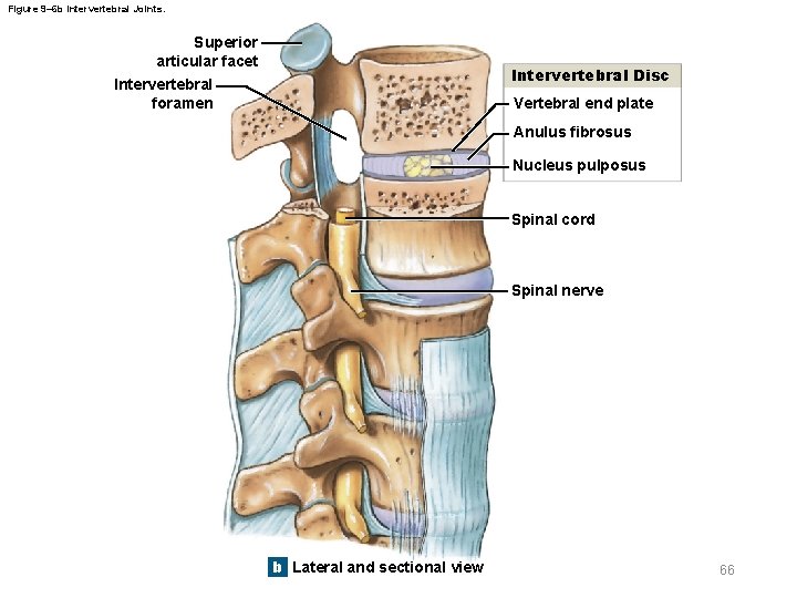 Figure 9– 6 b Intervertebral Joints. Superior articular facet Intervertebral Disc Intervertebral foramen Vertebral