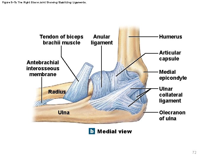 Figure 9– 7 b The Right Elbow Joint Showing Stabilizing Ligaments. Tendon of biceps