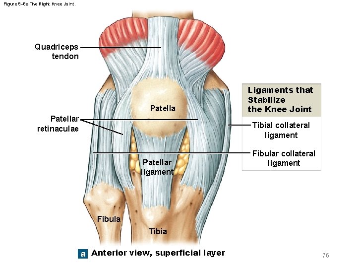 Figure 9– 8 a The Right Knee Joint. Quadriceps tendon Patellar retinaculae Ligaments that