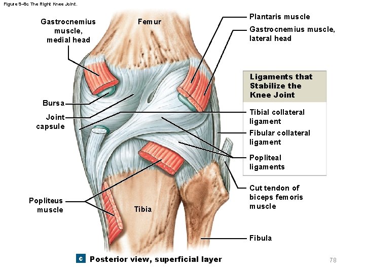 Figure 9– 8 c The Right Knee Joint. Gastrocnemius muscle, medial head Femur Plantaris