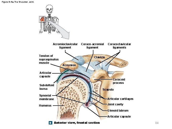 Figure 9– 9 a The Shoulder Joint. Acromioclavicular ligament Tendon of supraspinatus muscle Coraco-acromial