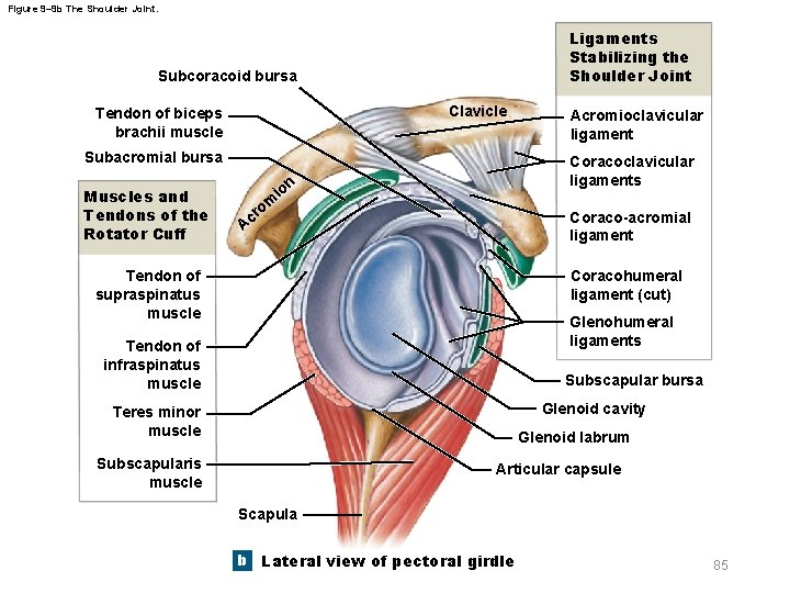 Figure 9– 9 b The Shoulder Joint. Ligaments Stabilizing the Shoulder Joint Subcoracoid bursa