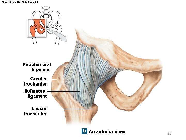 Figure 9– 10 b The Right Hip Joint. Pubofemoral ligament Greater trochanter Iliofemoral ligament