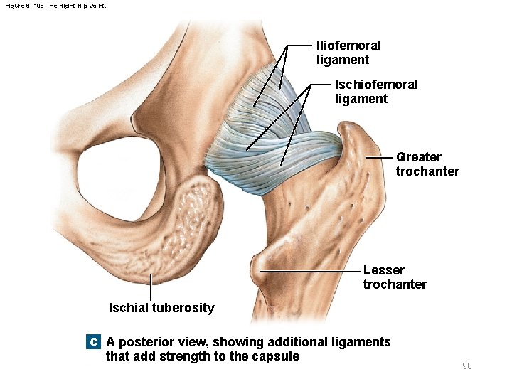 Figure 9– 10 c The Right Hip Joint. Iliofemoral ligament Ischiofemoral ligament Greater trochanter