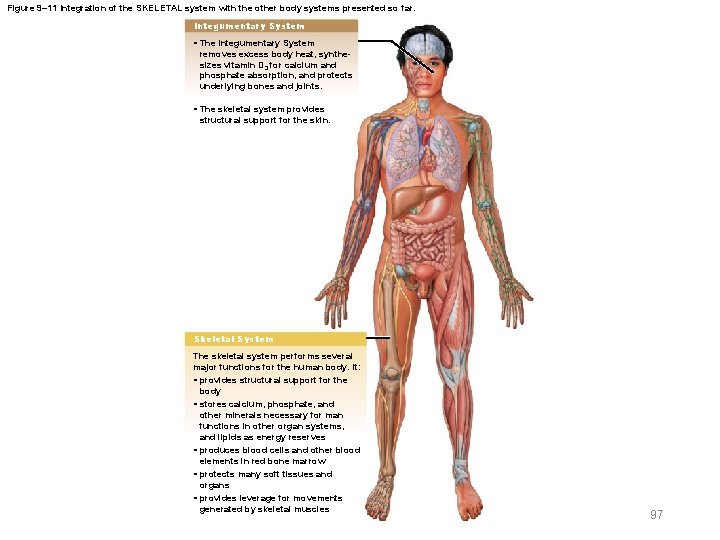 Figure 9– 11 Integration of the SKELETAL system with the other body systems presented