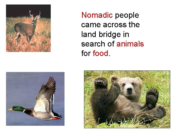 Nomadic people came across the land bridge in search of animals for food. 